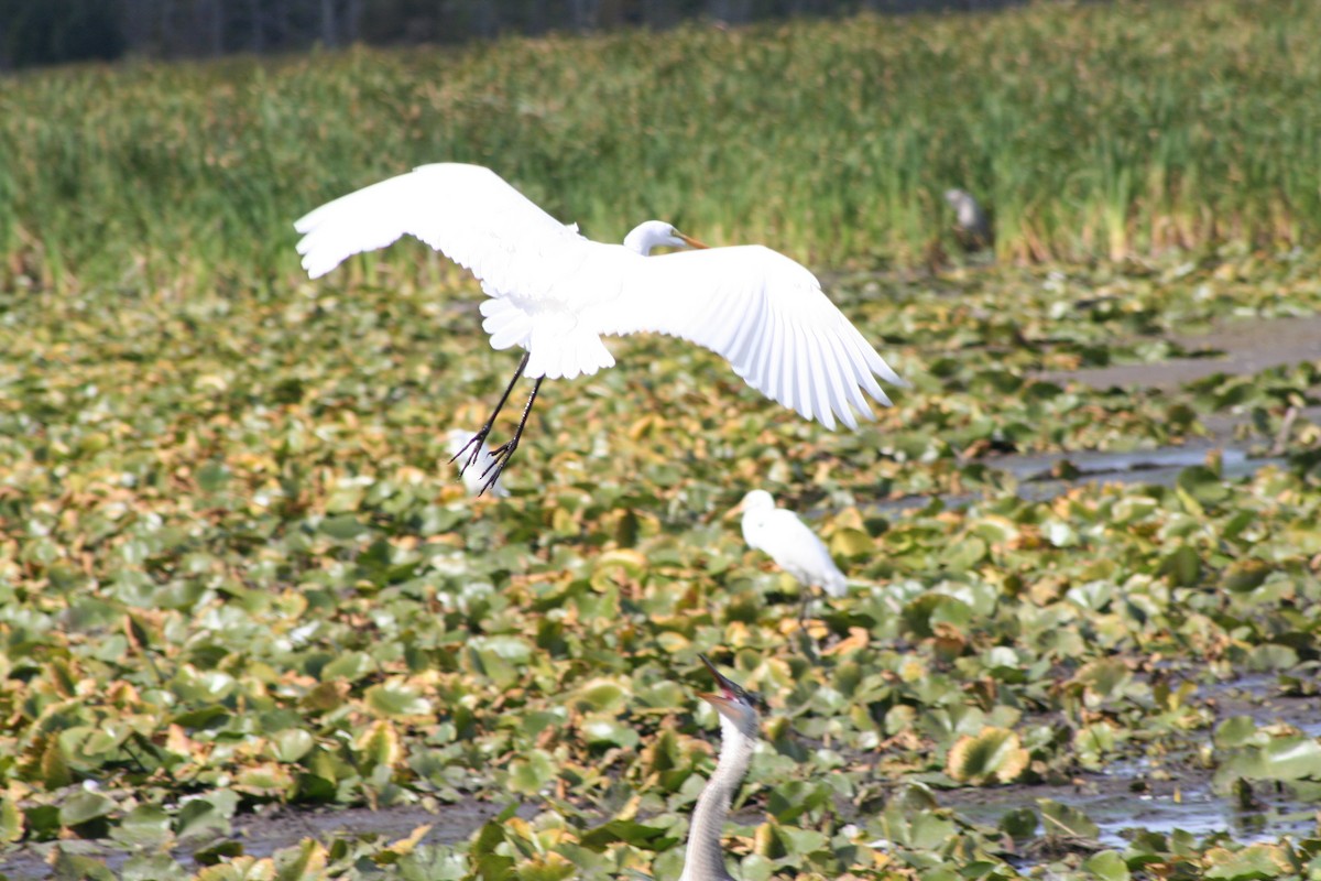 Great Egret - ML264043631