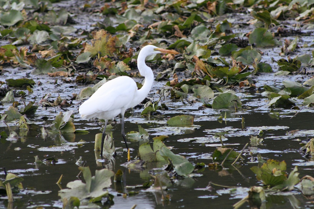 Great Egret - ML264043751