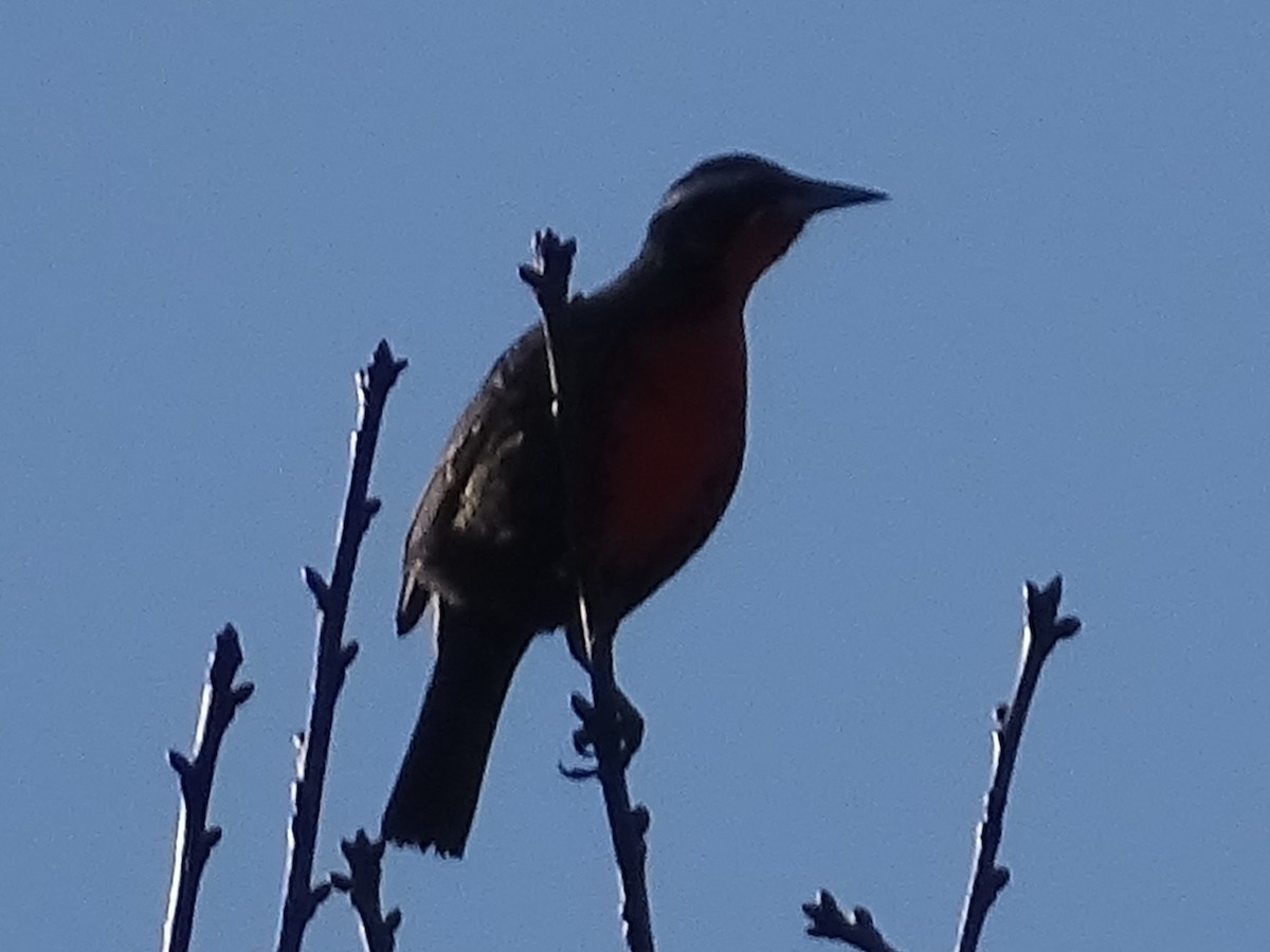 Long-tailed Meadowlark - ML264045161