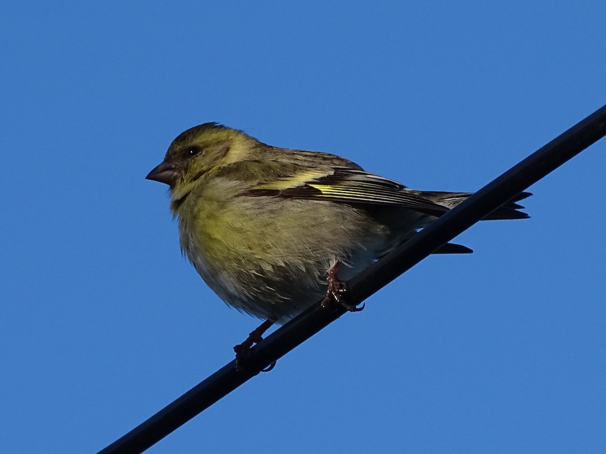 Black-chinned Siskin - ML264045281