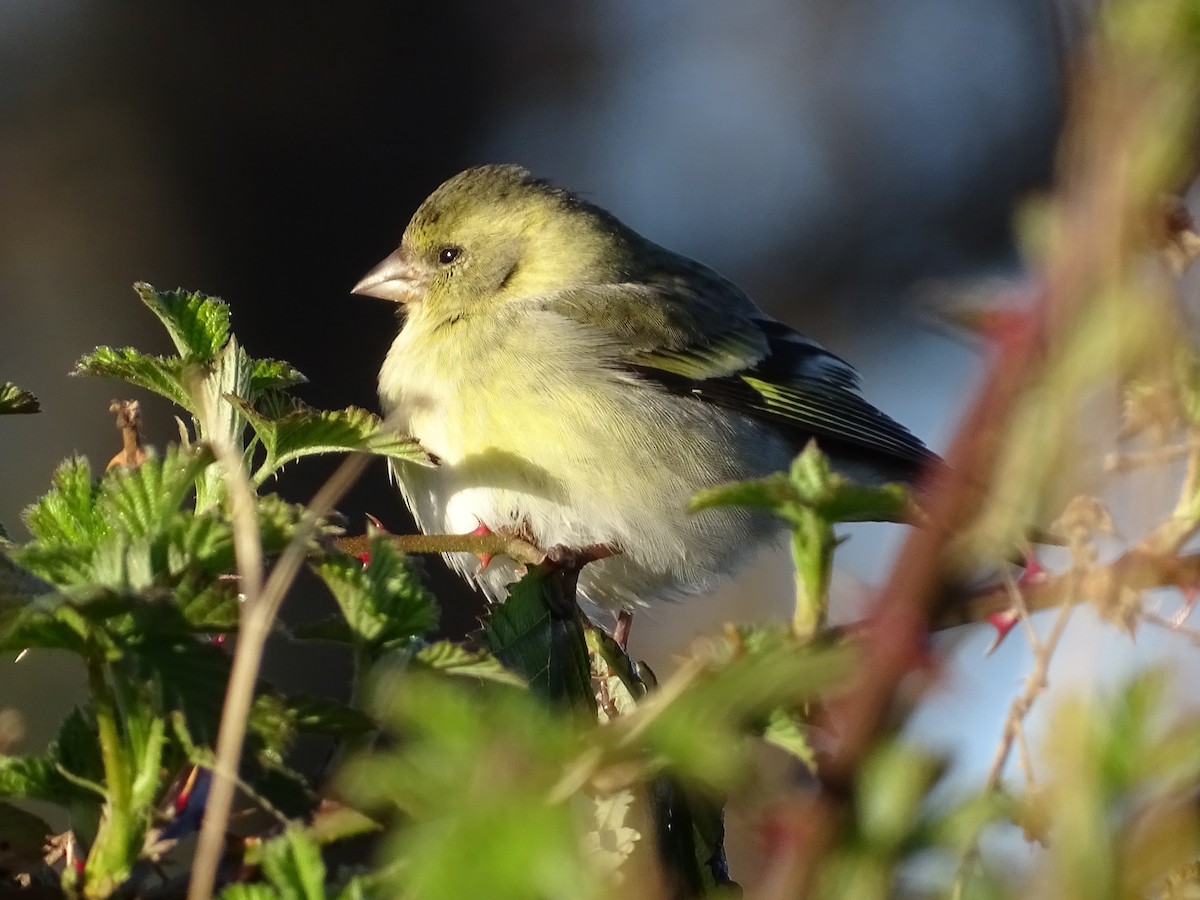 Black-chinned Siskin - ML264045531