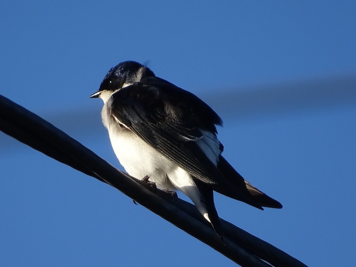 Chilean Swallow - ML264045761