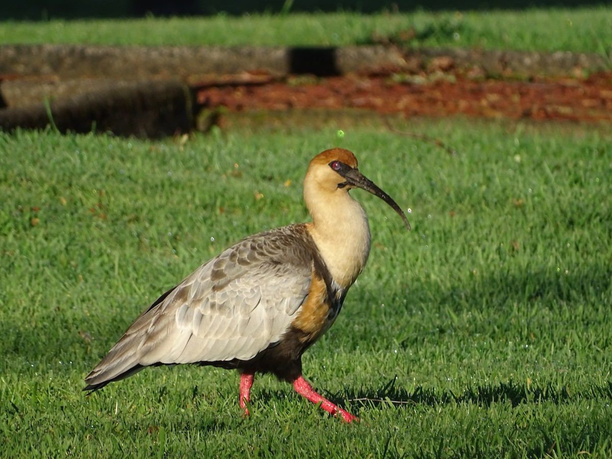 Black-faced Ibis - ML264045901