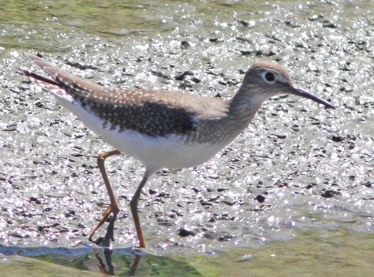 Solitary Sandpiper - ML264048281