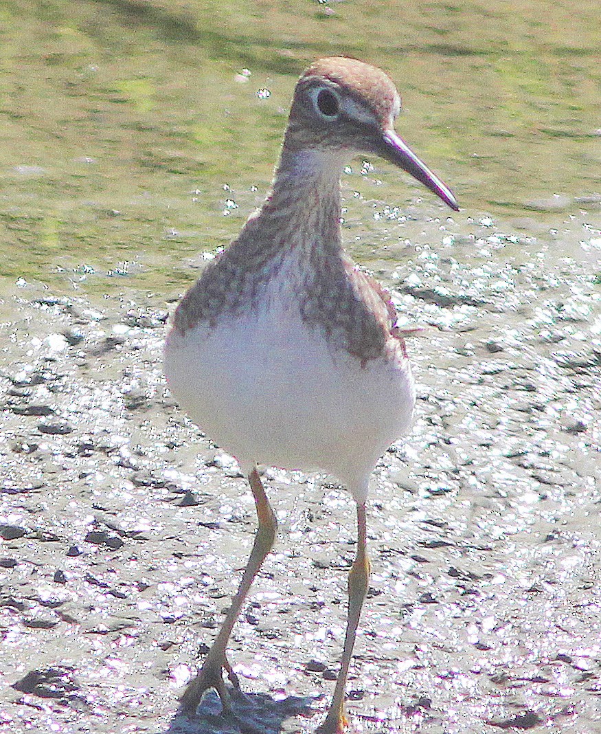 Solitary Sandpiper - ML264048351