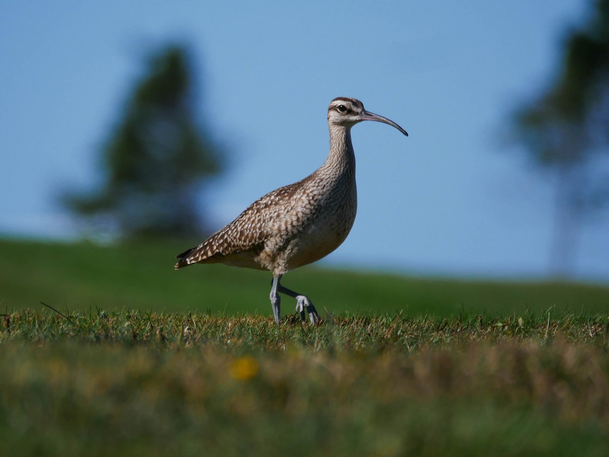 Whimbrel - Natalie Barkhouse-Bishop