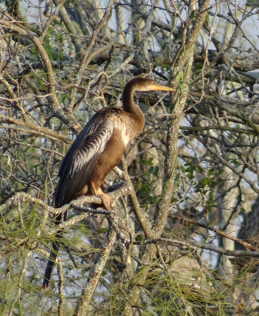 Anhinga - Cara Barnhill