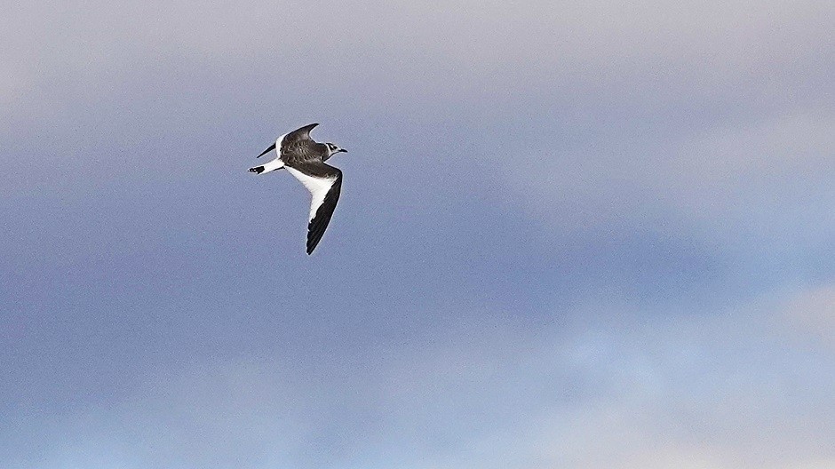 Sabine's Gull - Donald Sutherland