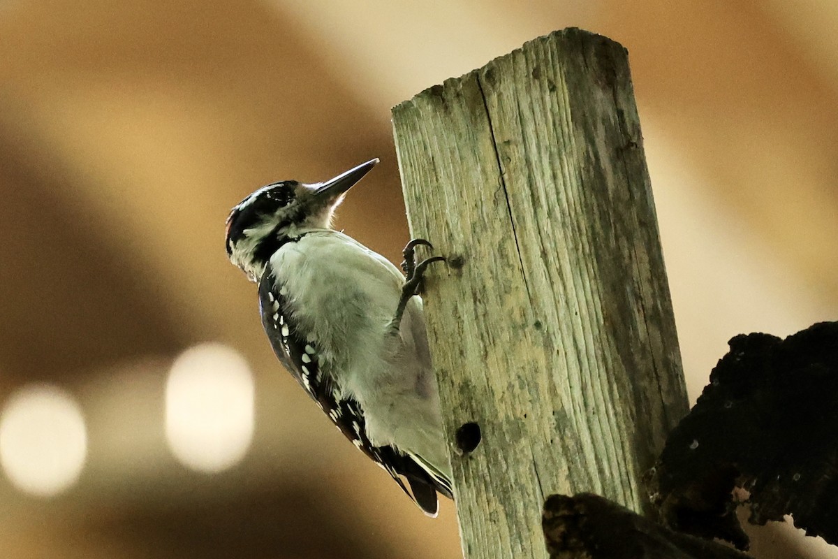 Hairy Woodpecker - ML264052091