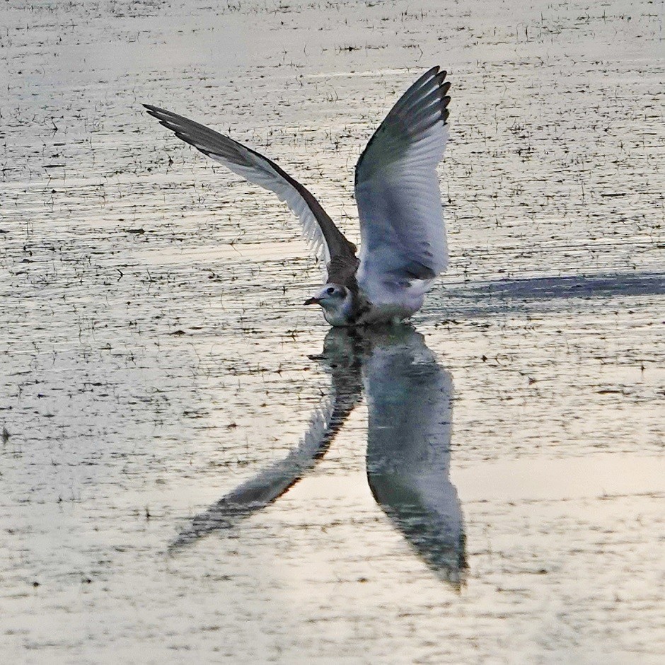 Sabine's Gull - ML264052401