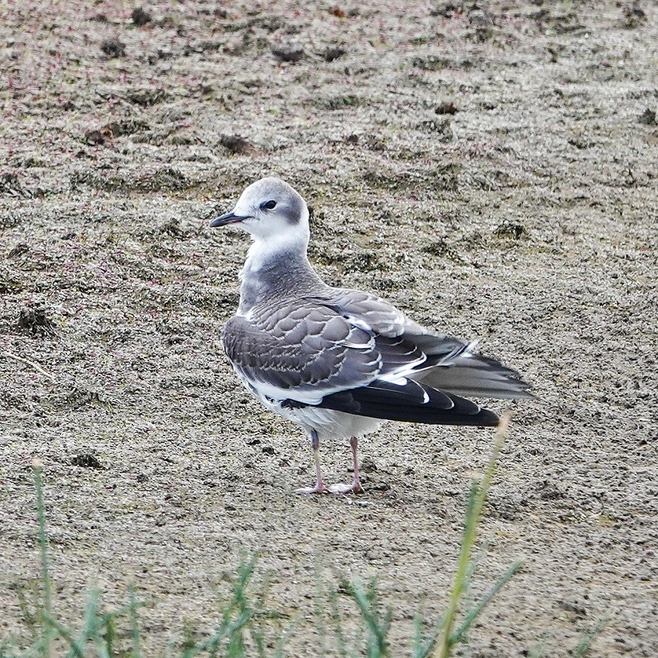 Sabine's Gull - ML264052841