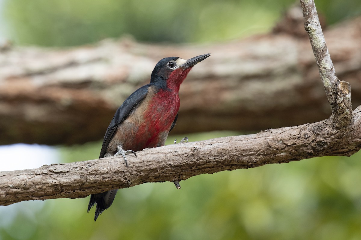 Puerto Rican Woodpecker - Chris Burney