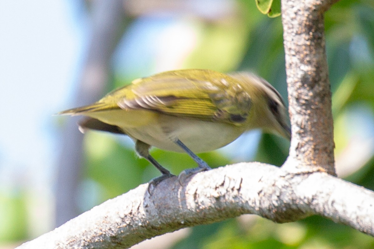 Red-eyed Vireo - ML264053601