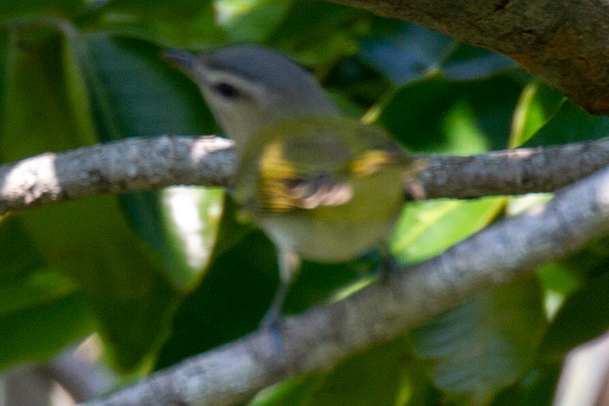 Red-eyed Vireo - ML264053691