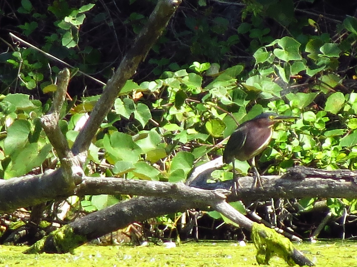 Green Heron - ML264053741