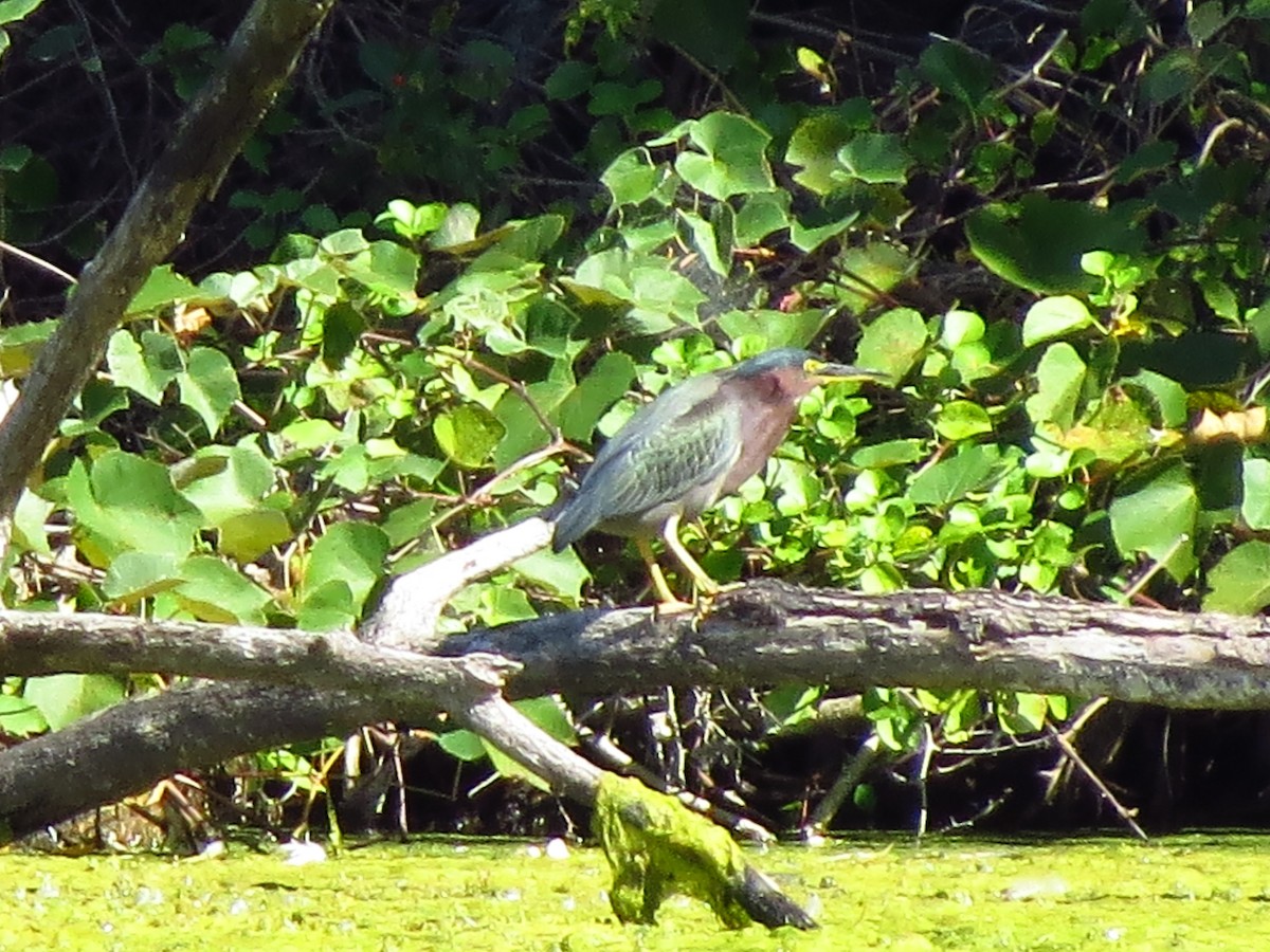 Green Heron - ML264053751