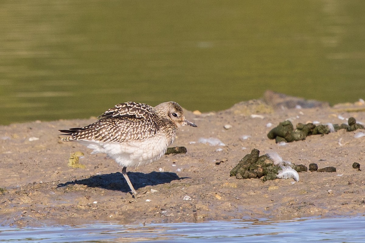 Black-bellied Plover/golden-plover sp. - Brian Stahls