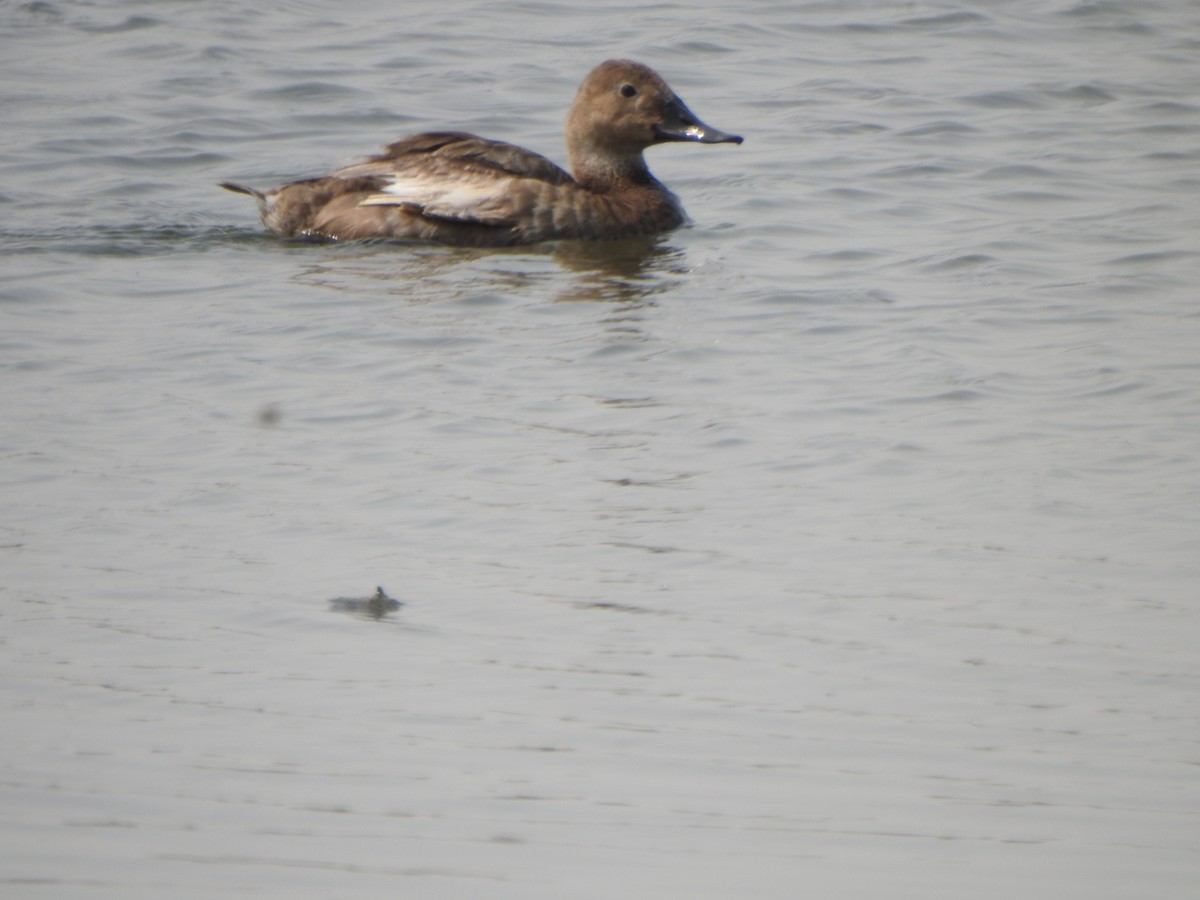 Canvasback - ML264055361