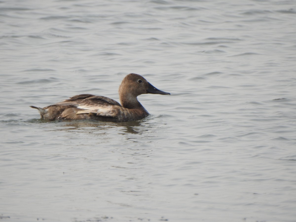 Fuligule à dos blanc - ML264055441