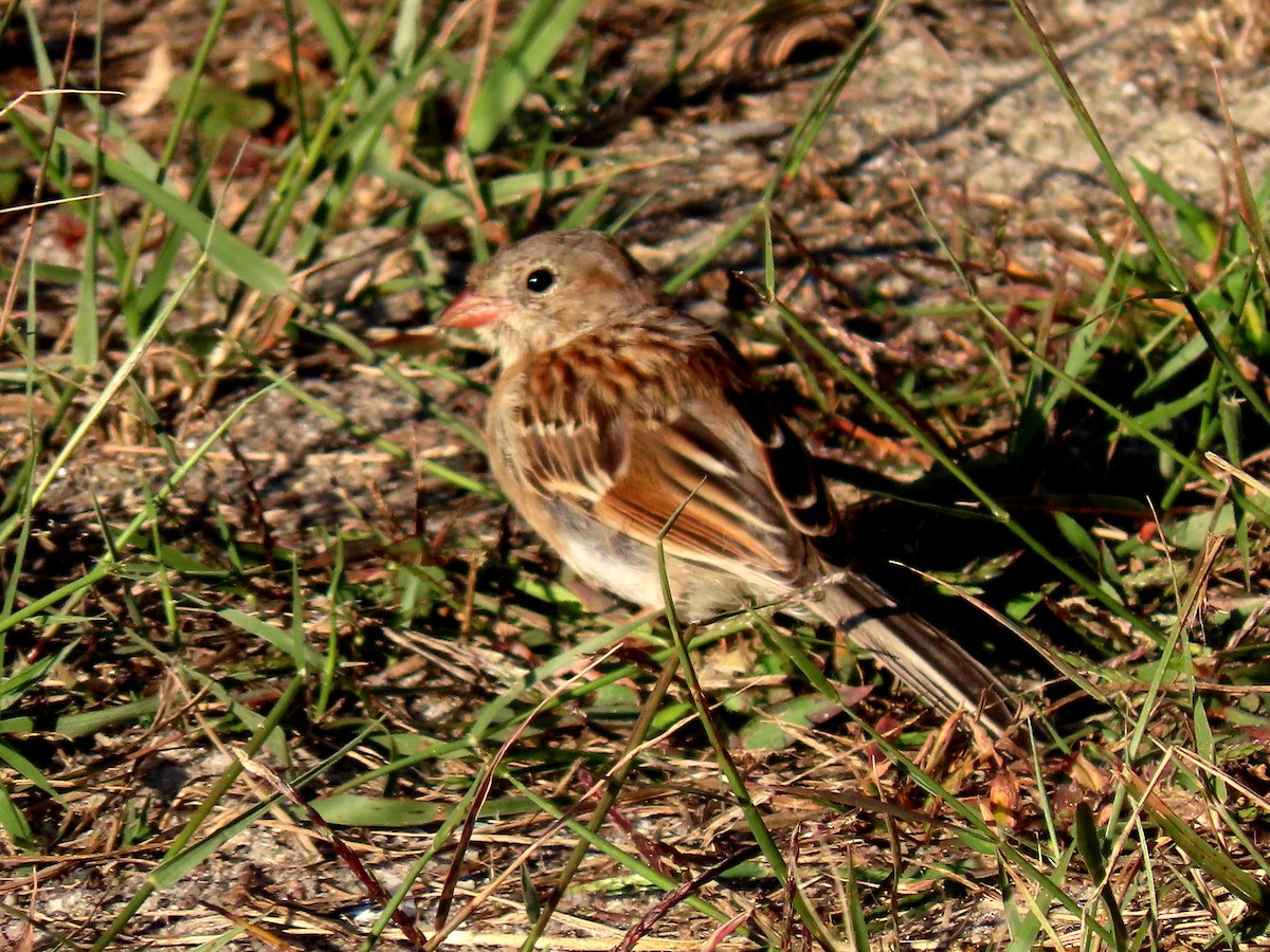 Field Sparrow - ML264056091