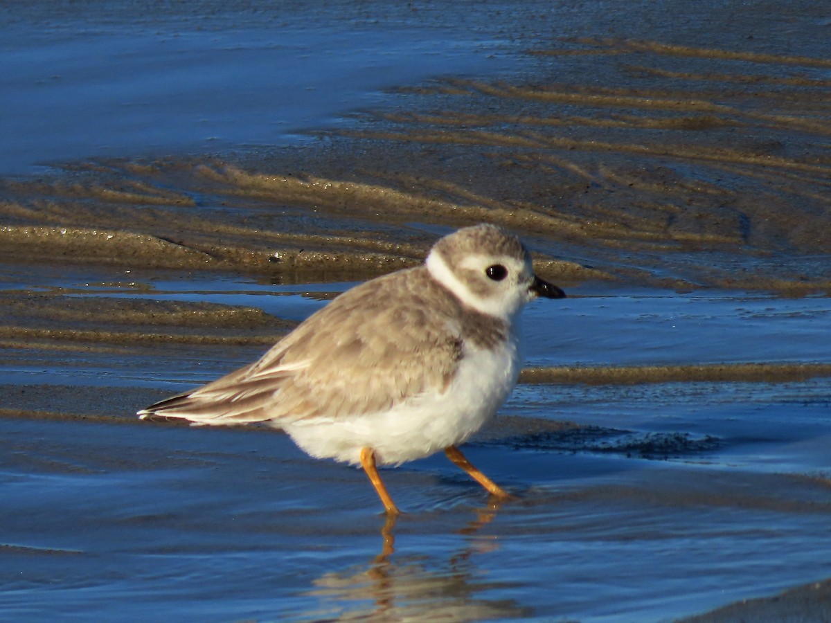 Piping Plover - ML264056641
