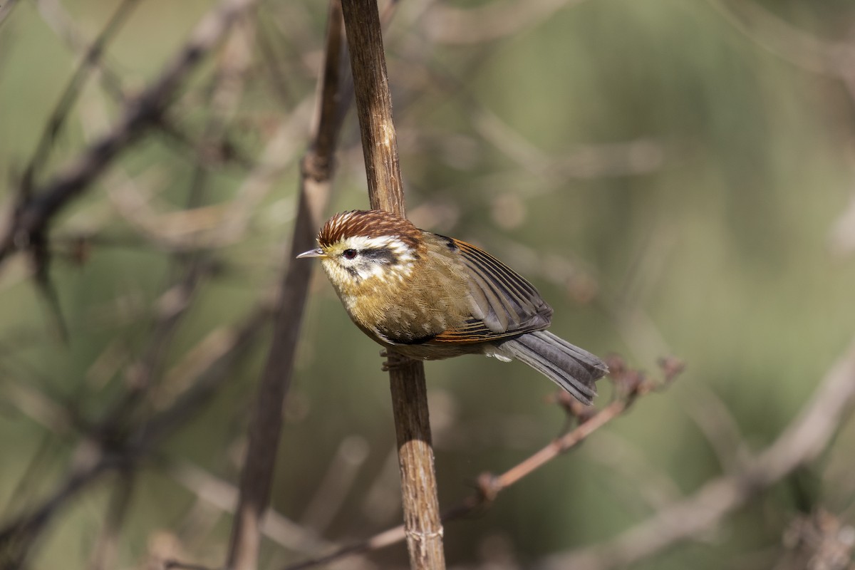 Rufous-winged Fulvetta - ML264056971