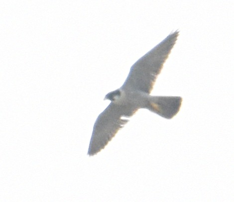 Peregrine Falcon - Glenn Wyatt