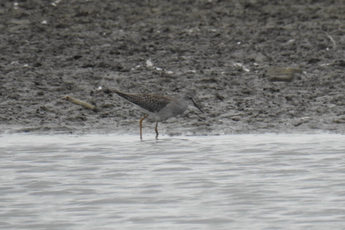 Lesser Yellowlegs - ML264058171