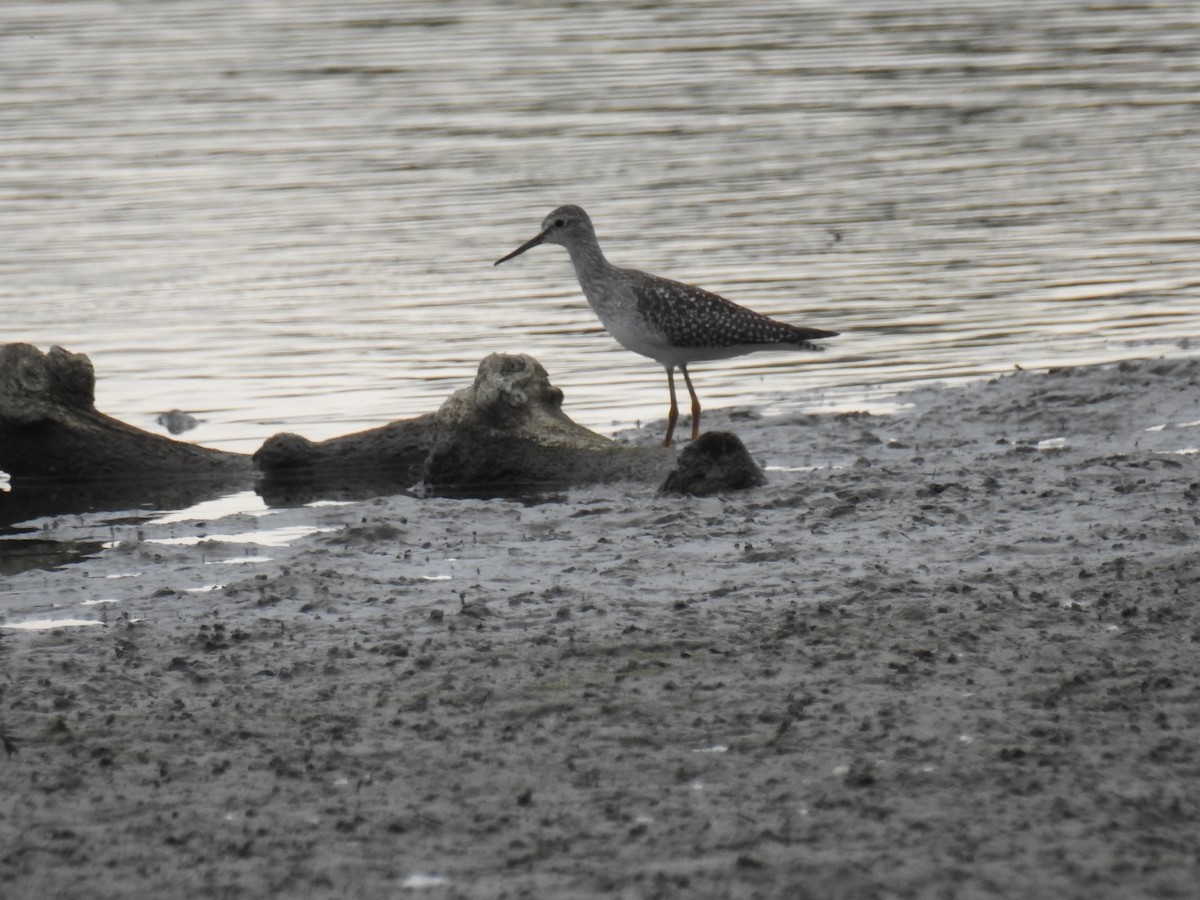 Lesser Yellowlegs - ML264059141