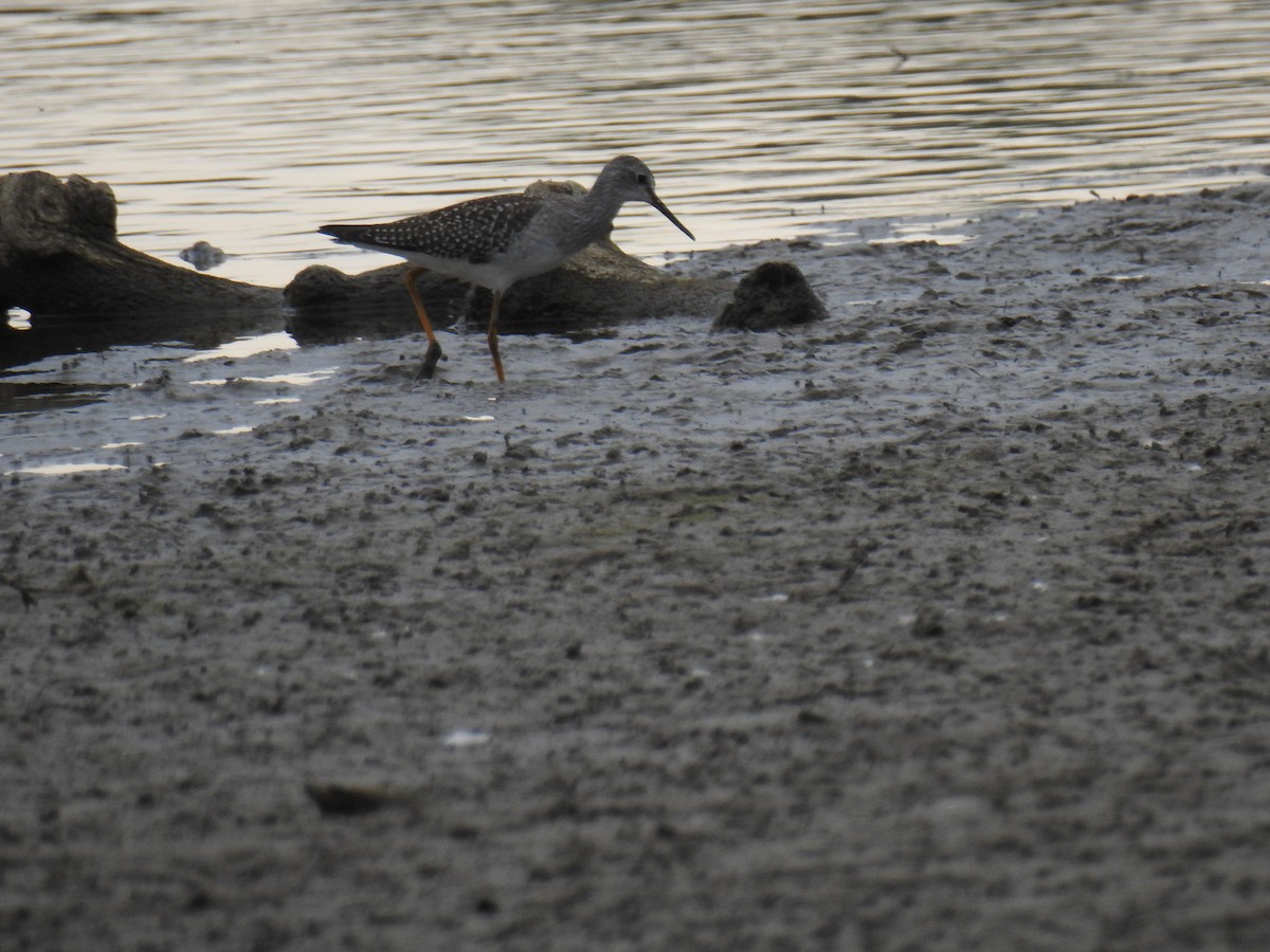 Lesser Yellowlegs - ML264059151