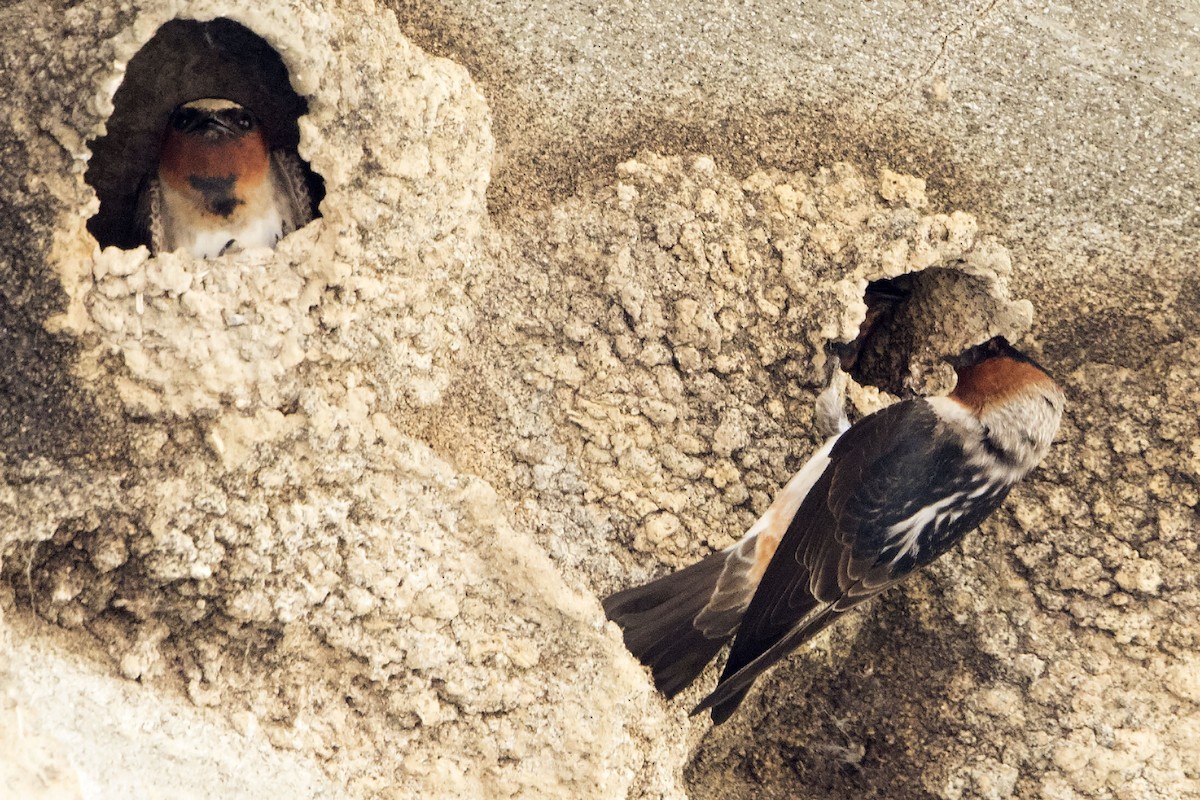 Cliff Swallow - ML26405941