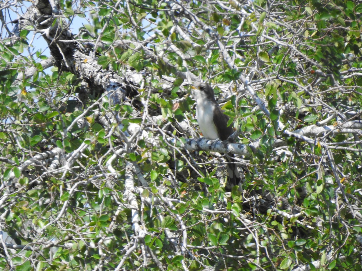 Yellow-billed Cuckoo - Charley Amos