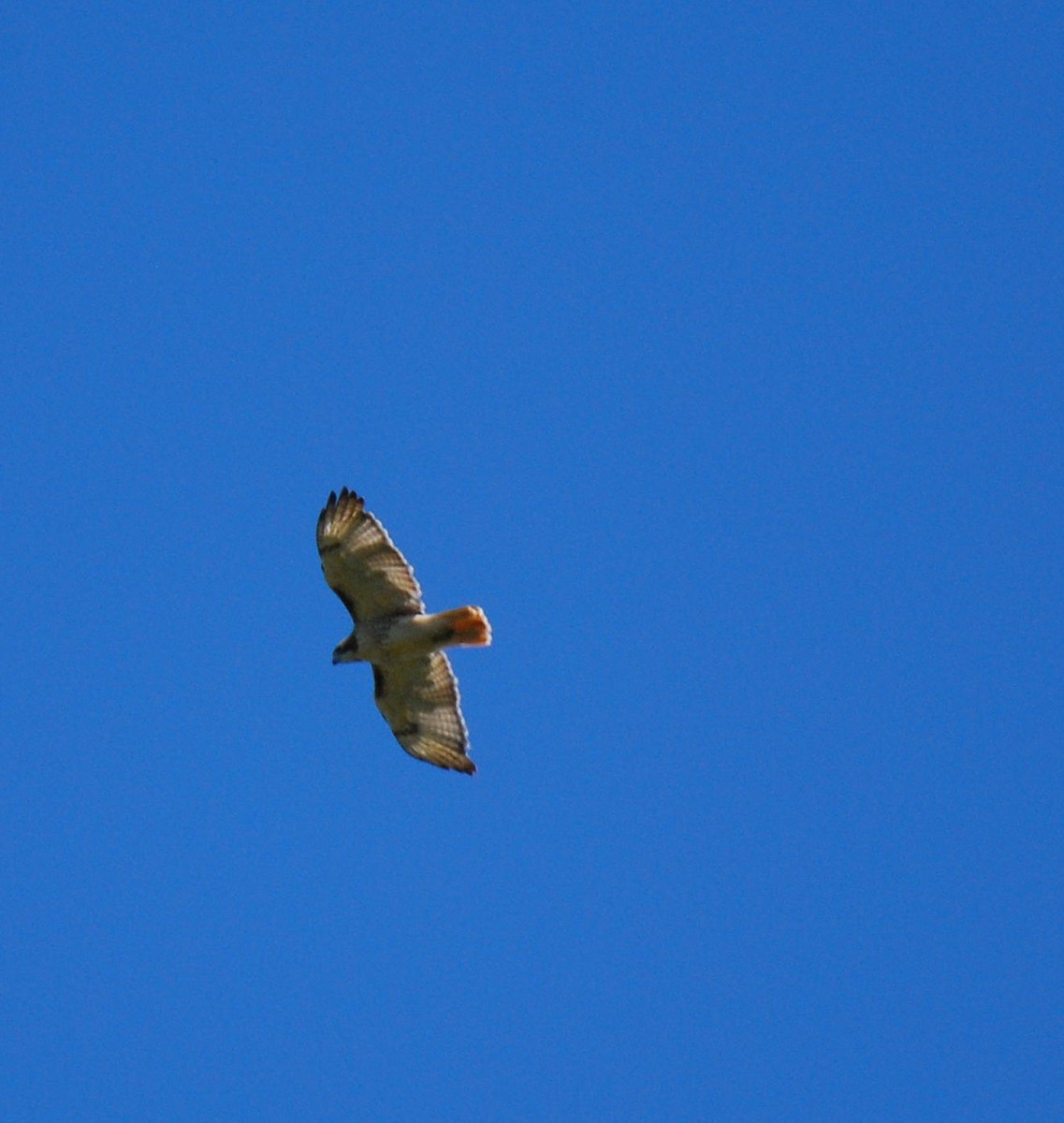 Red-tailed Hawk - ML264061271