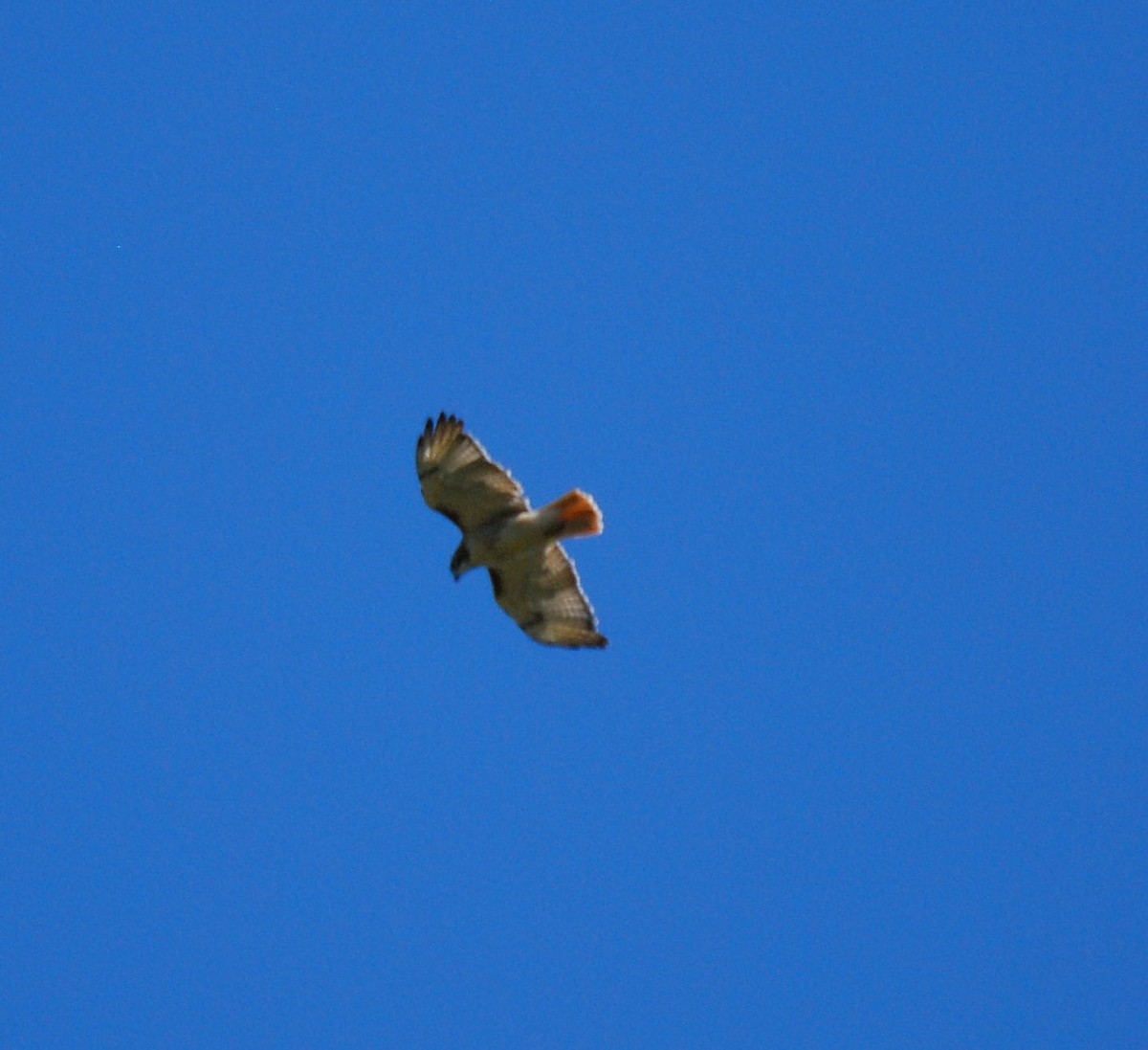 Red-tailed Hawk - ML264061281