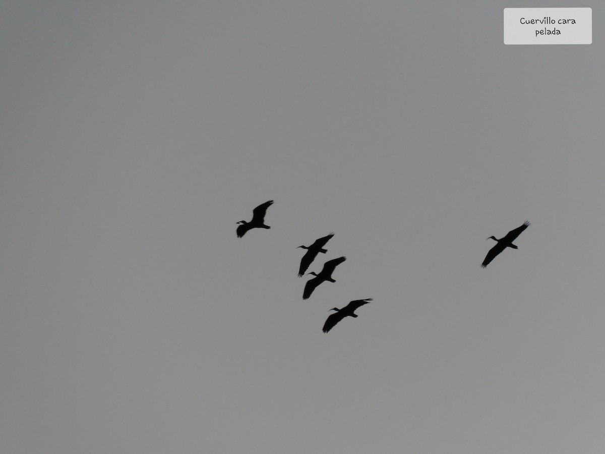 Bare-faced Ibis - ML264062351