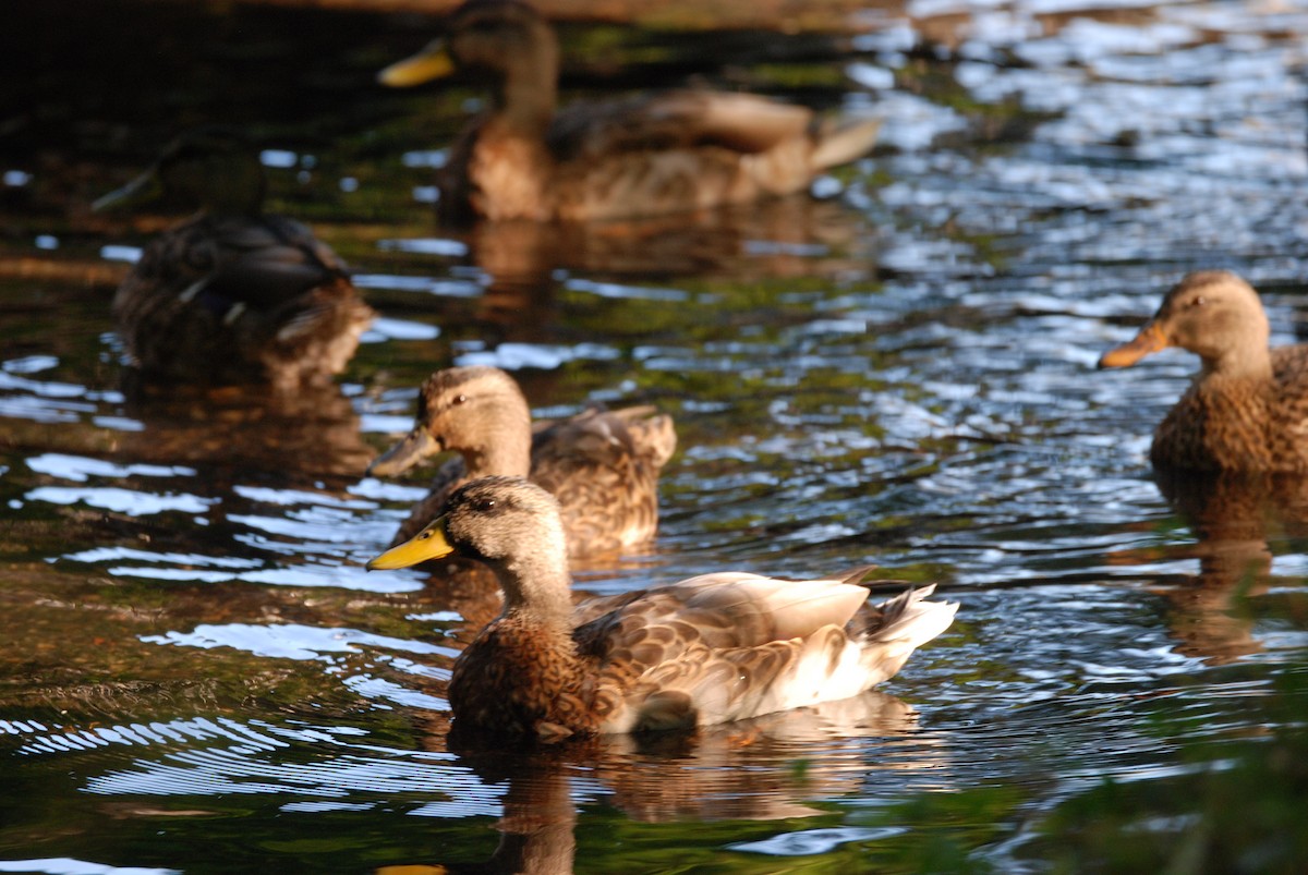 Canard colvert - ML264062591