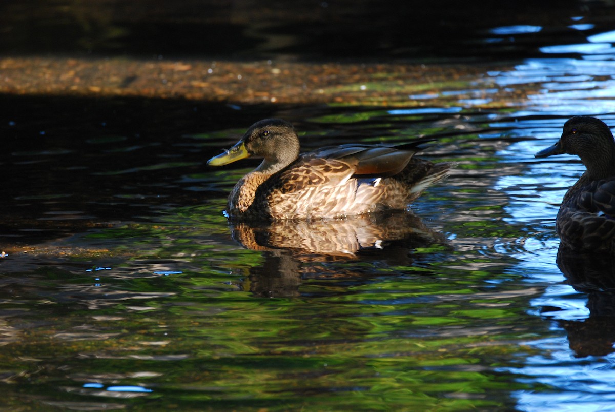 Canard colvert - ML264062601