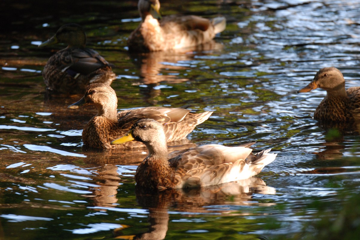 Canard colvert - ML264062611