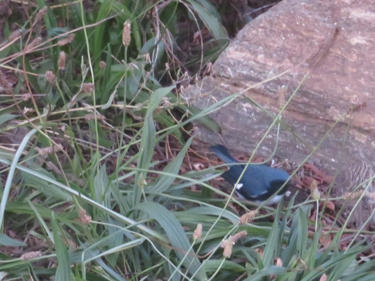 Black-throated Blue Warbler - ML264063221