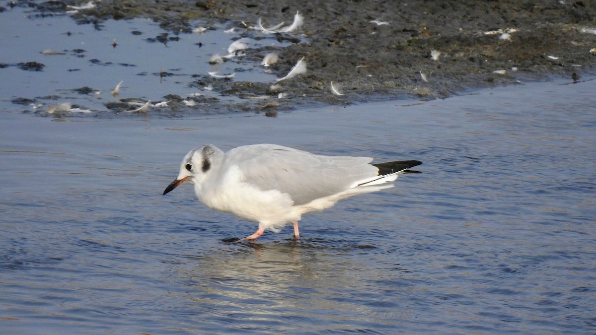 Bonaparte's Gull - Raja Bhadury