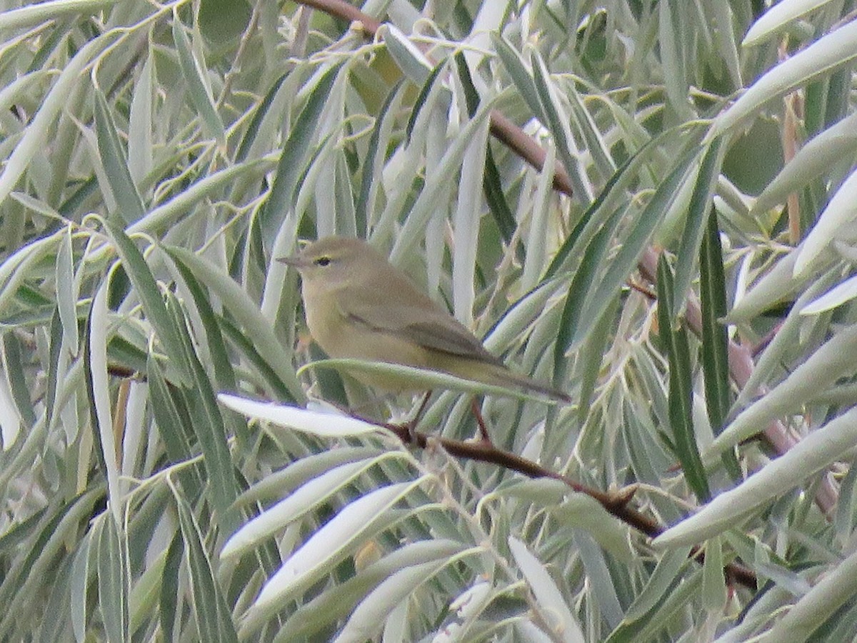 Orange-crowned Warbler - ML264064751