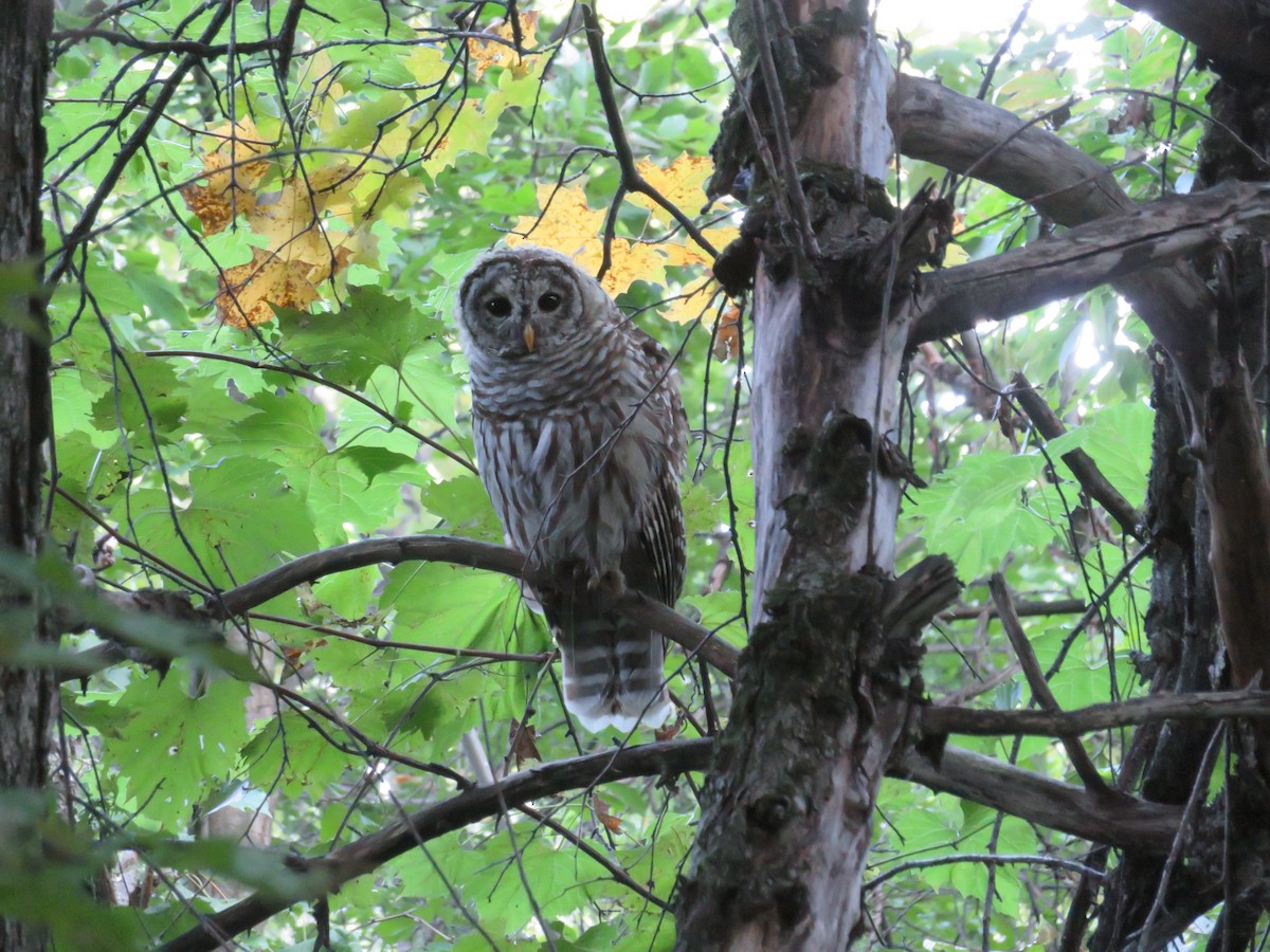 Barred Owl - Kevin Topping
