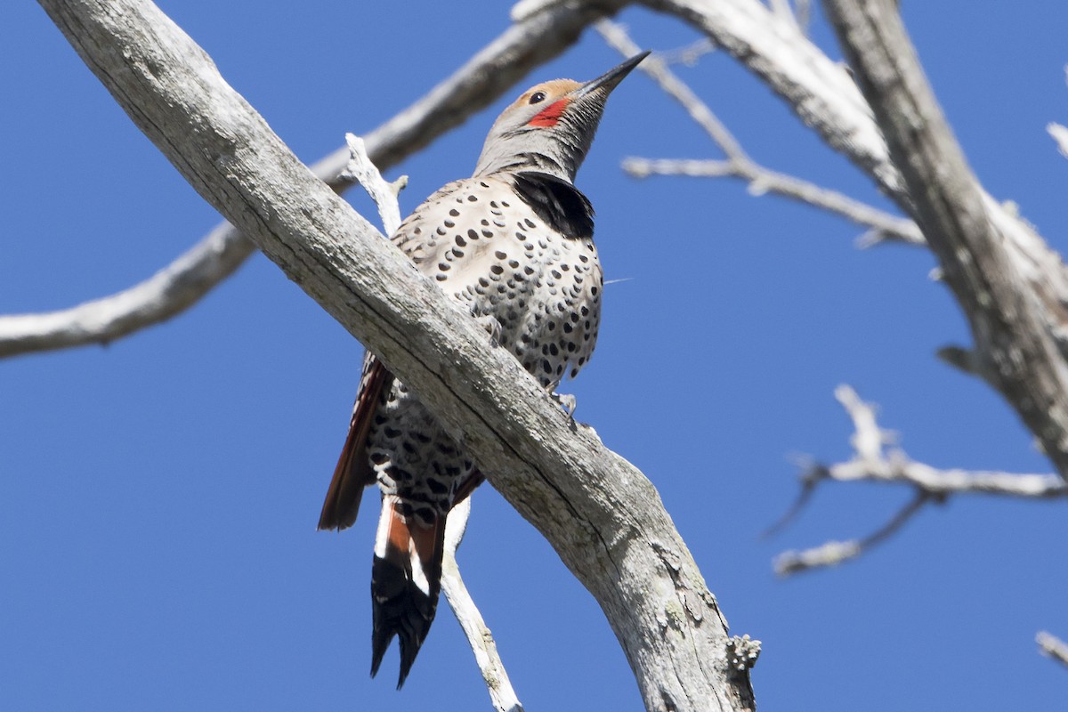 Northern Flicker (Red-shafted) - ML26406561