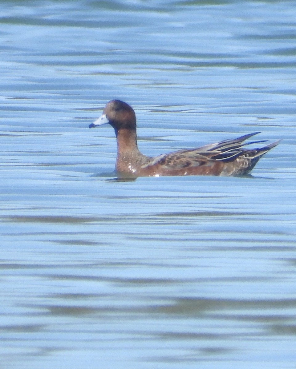 Eurasian Wigeon - ML264067401