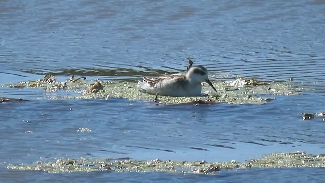 svømmesnipe - ML264067661