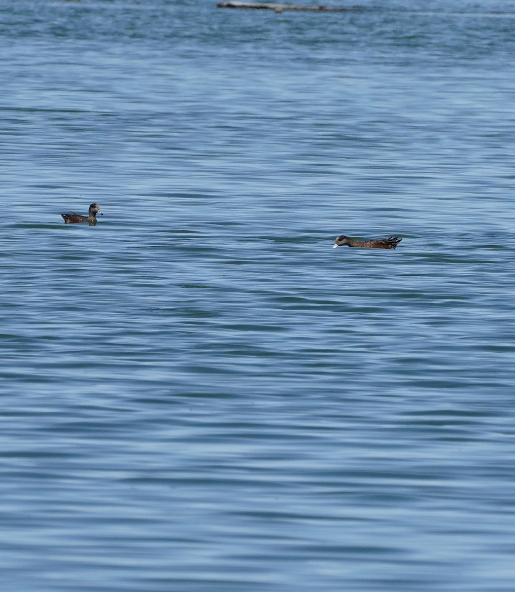 American Wigeon - ML264068041