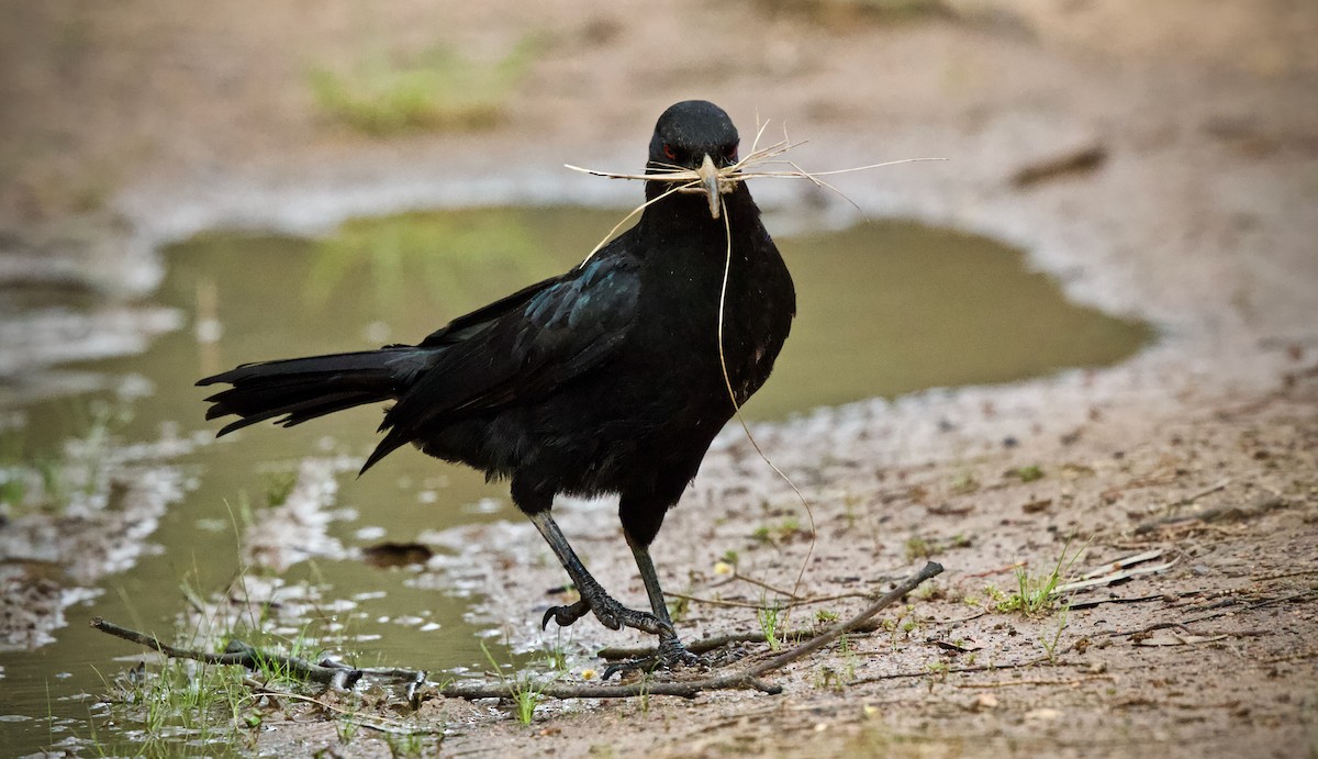 White-winged Chough - ML264068791