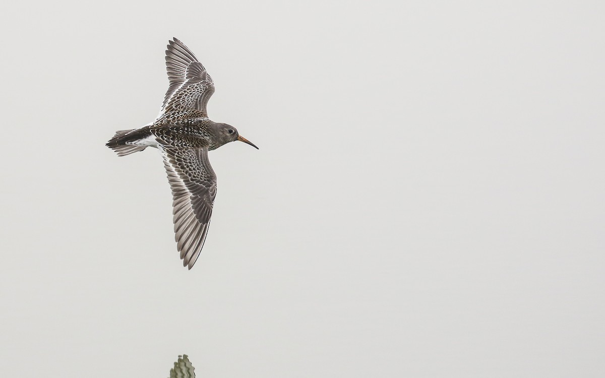Purple Sandpiper - Ethan Denton