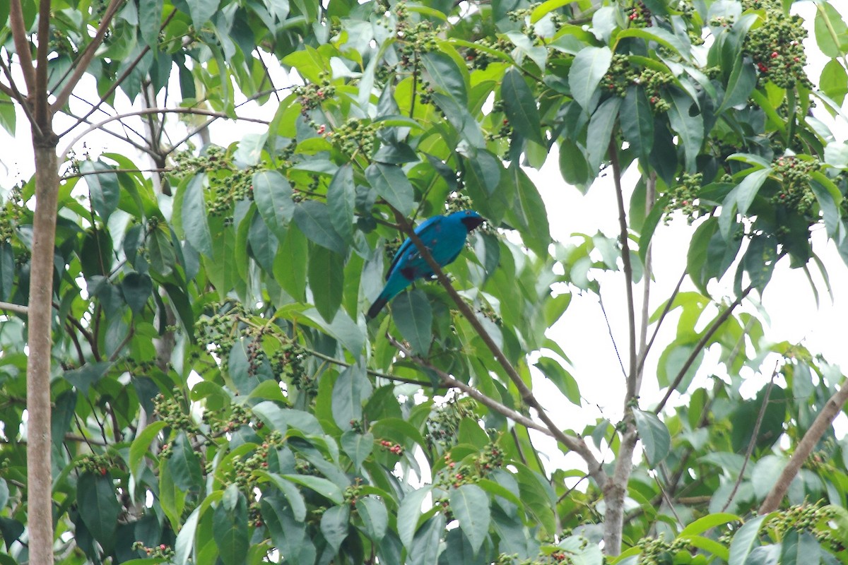 Plum-throated Cotinga - Butch Carter
