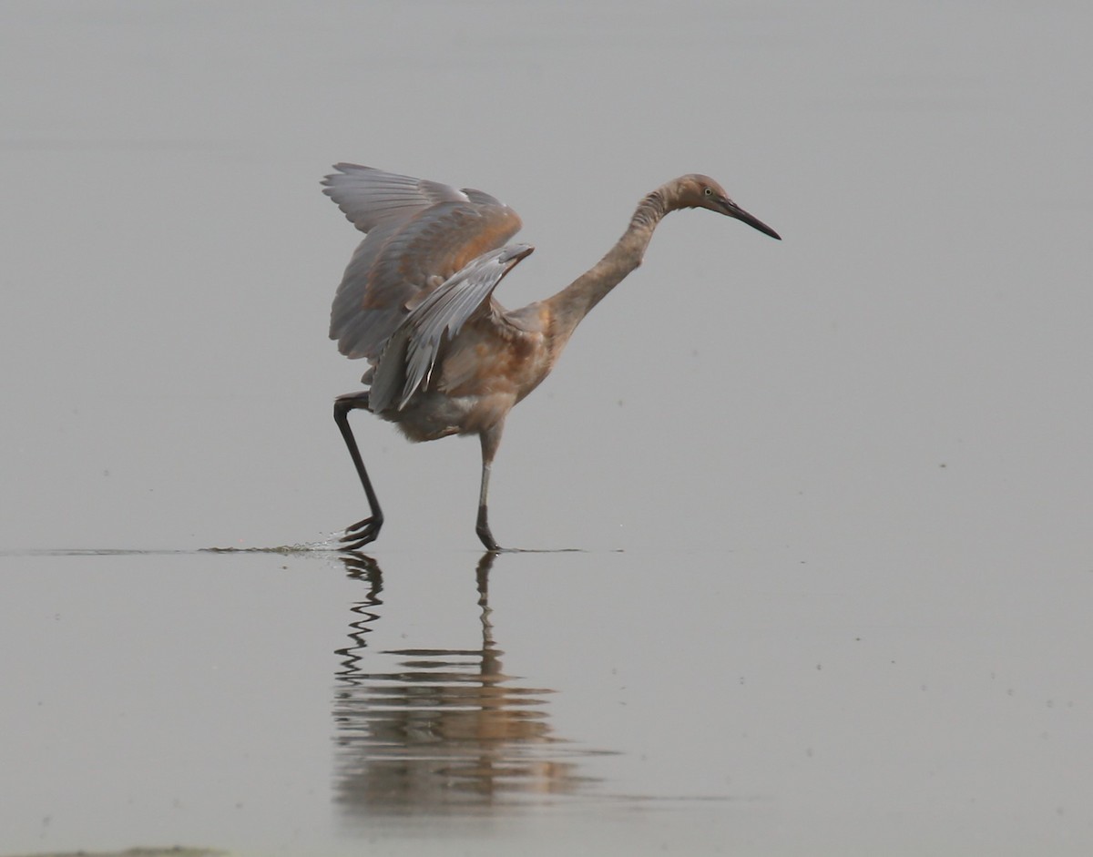 Reddish Egret - Dale Adams